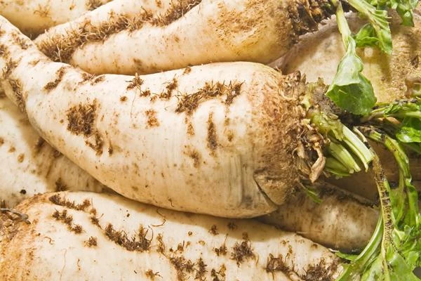 Global Sugar Beet Demand Is Expected to Hit 332M Tons by 2030